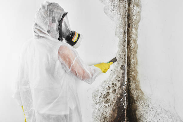Best Affordable Mold Removal  in Jonesville, NC