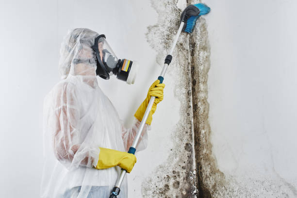 Best Fast Mold Removal  in Jonesville, NC