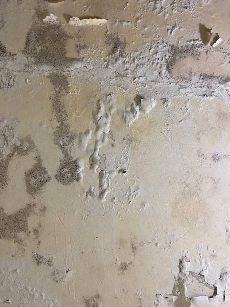 Best Mold Damage Repair  in Jonesville, NC