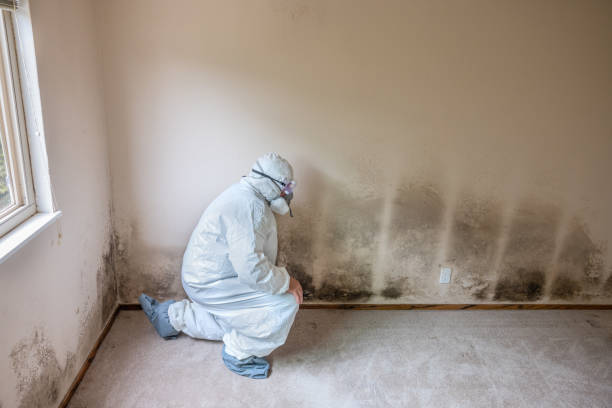 Best Mold Remediation Experts  in Jonesville, NC