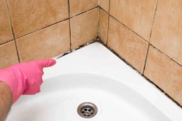 Professional Mold Removal in Jonesville, NC